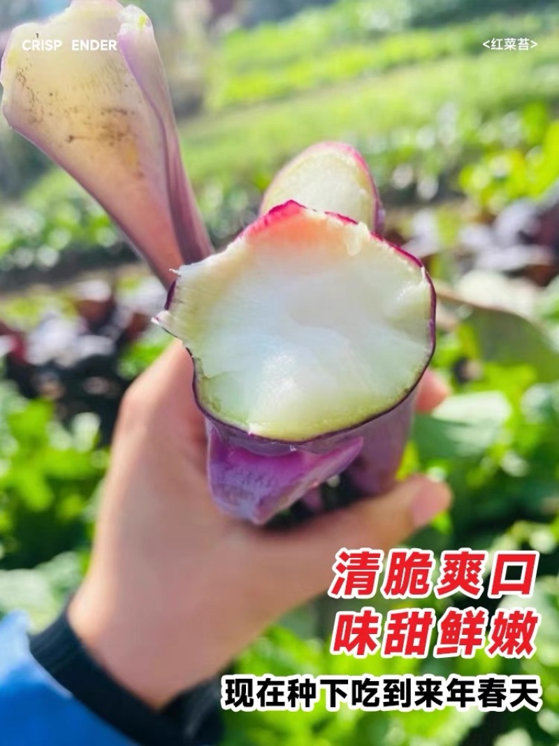 正宗武汉洪山菜苔种籽早熟秋冬菜籽菜种四季菜心南方冬季
