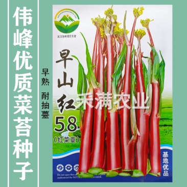 正宗武汉洪山菜苔种籽早熟秋冬菜籽菜种四季菜心南方冬季
