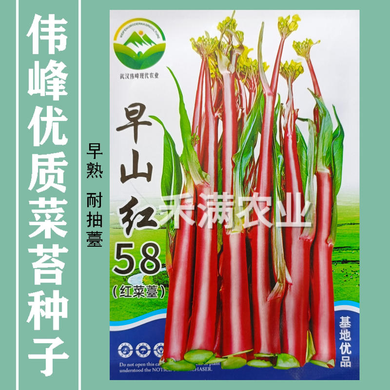 正宗武汉洪山菜苔种籽早熟秋冬菜籽菜种四季菜心南方冬季