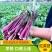 正宗武汉洪山菜苔种籽早熟秋冬菜籽菜种四季菜心南方冬季