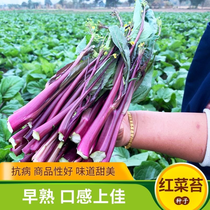 正宗武汉洪山菜苔种籽早熟秋冬菜籽菜种四季菜心南方冬季