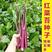 正宗武汉洪山菜苔种籽早熟秋冬菜籽菜种四季菜心南方冬季
