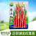 正宗武汉洪山菜苔种籽早熟秋冬菜籽菜种四季菜心南方冬季