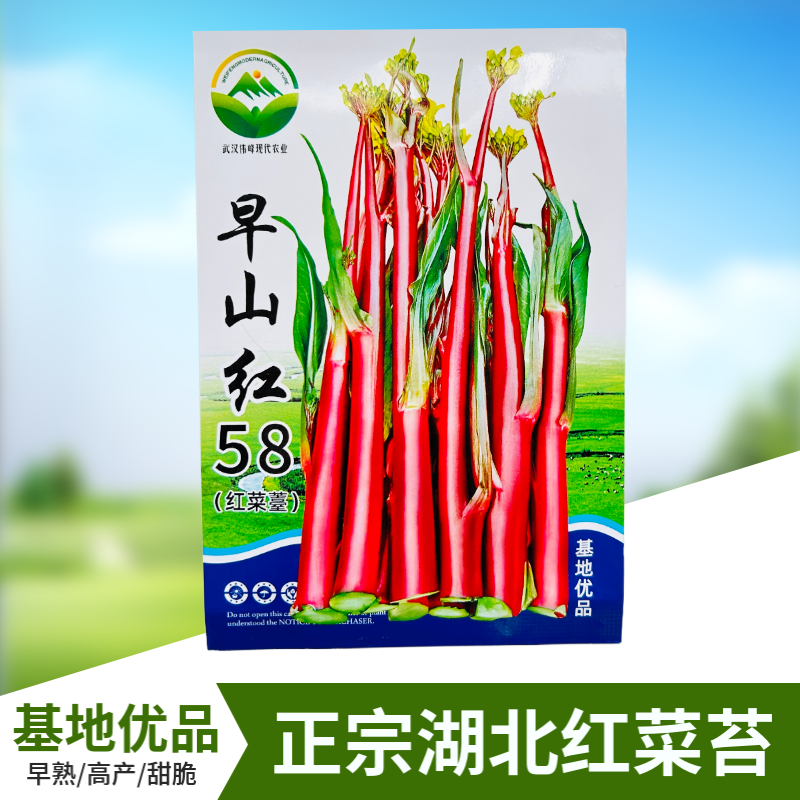 正宗武汉洪山菜苔种籽早熟秋冬菜籽菜种四季菜心南方冬季