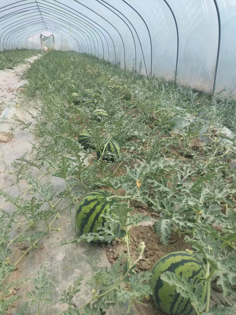 江苏精品无籽美都麒麟西瓜，货量充足一手货源欢迎选购