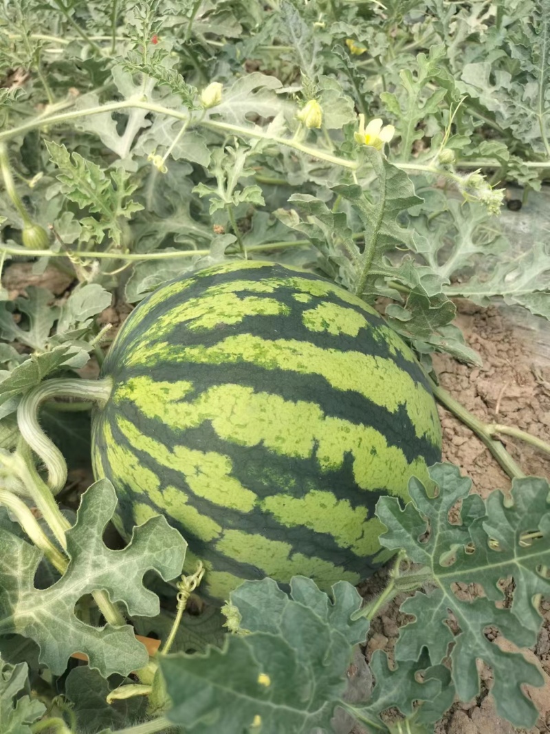 江苏精品无籽美都麒麟西瓜，货量充足一手货源欢迎选购