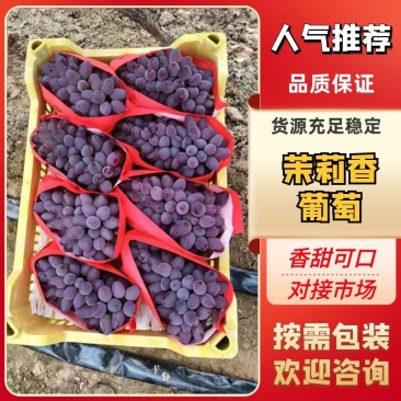 暖棚茉莉香葡萄颜色红串大串紧果粉好常年对接商超电商批发