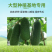 农科院小冬瓜种子水果迷你毛节瓜种籽大全早熟高产耐热蔬菜种