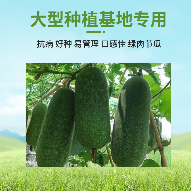 农科院小冬瓜种子水果迷你毛节瓜种籽大全早熟高产耐热蔬菜种