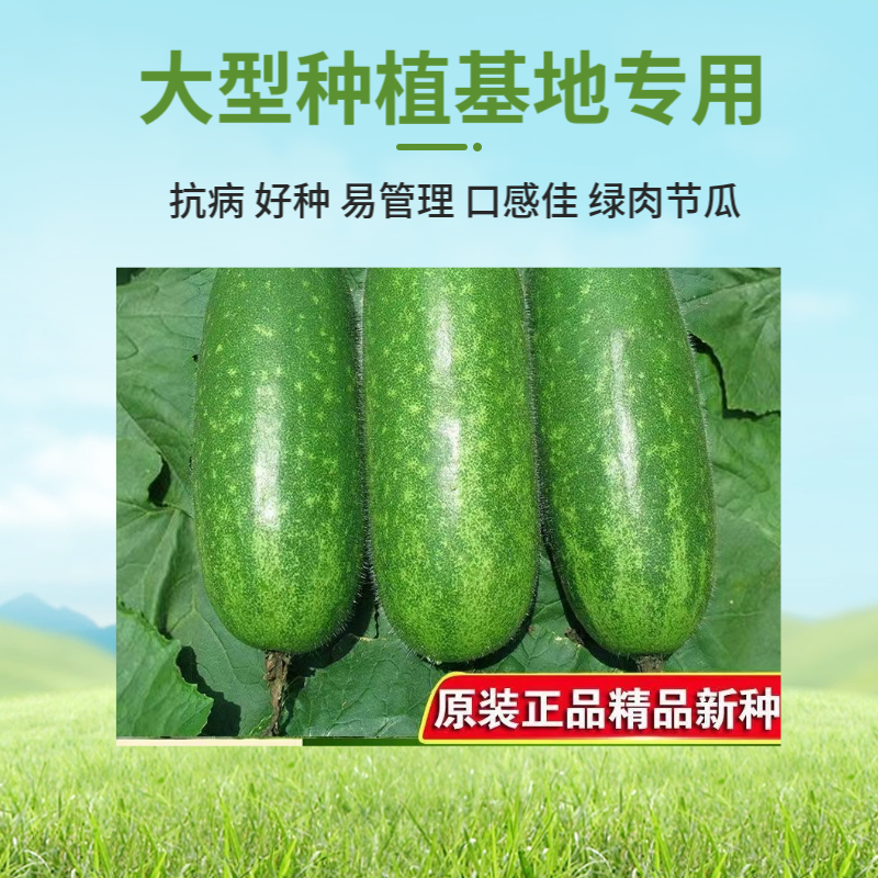 农科院小冬瓜种子水果迷你毛节瓜种籽大全早熟高产耐热蔬菜种