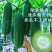 农科院小冬瓜种子水果迷你毛节瓜种籽大全早熟高产耐热蔬菜种