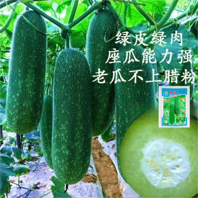 农科院小冬瓜种子水果迷你毛节瓜种籽大全早熟高产耐热蔬菜种