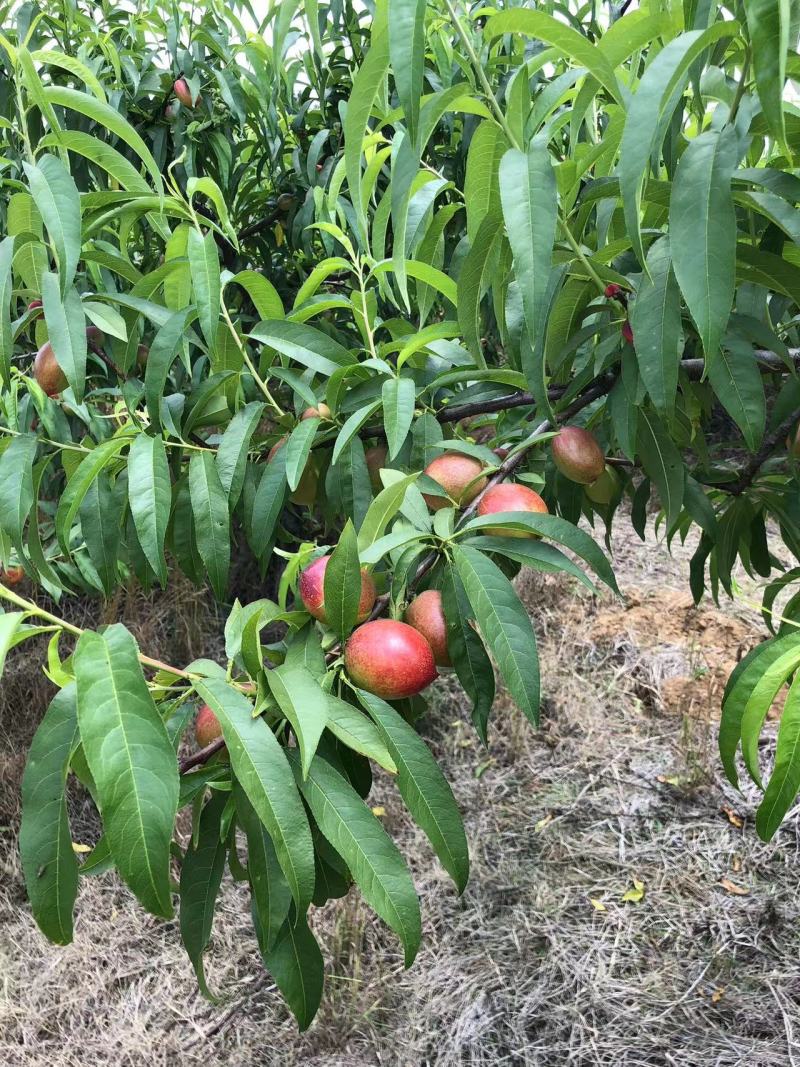 湖北精品金雷油桃大量上市产地直发一手货源量大从优