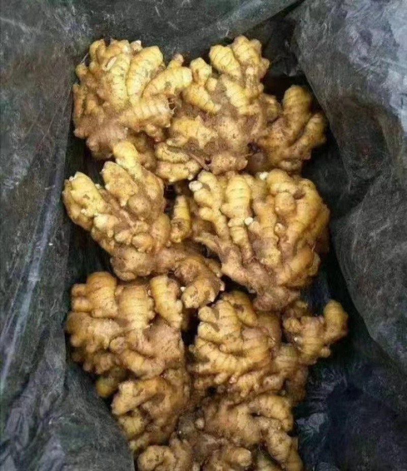 山东生姜产地，大黄姜批发市场，货源充足水洗姜，以质论价，