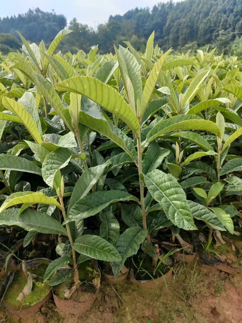 大五星枇杷杯苗30公分起。当年种当年开花。但是不包运费。