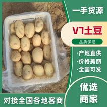 安徽宿州沃土5号V7土豆品质好产地直发价格公道