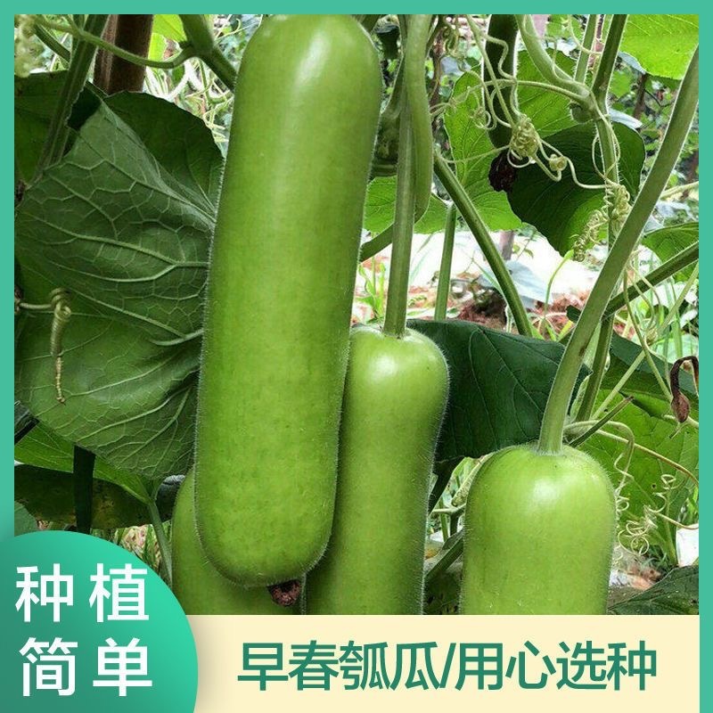 【长丰种苗】短棒瓠子瓜种子西葫芦种子长蒲瓜种子大棚露