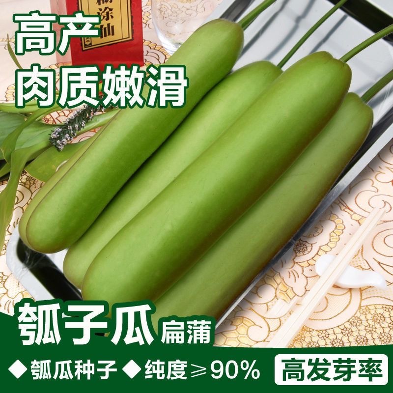 【长丰种苗】短棒瓠子瓜种子西葫芦种子长蒲瓜种子大棚露