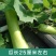 【长丰种苗】短棒瓠子瓜种子西葫芦种子长蒲瓜种子大棚露