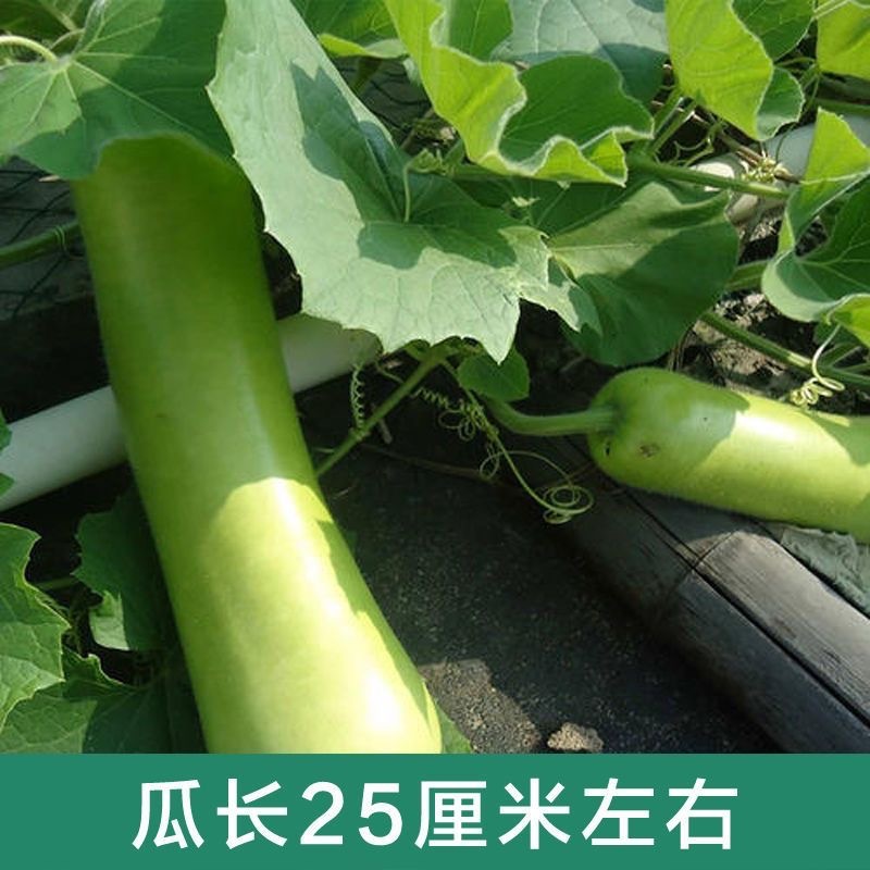 【长丰种苗】短棒瓠子瓜种子西葫芦种子长蒲瓜种子大棚露