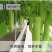 【长丰种苗】短棒瓠子瓜种子西葫芦种子长蒲瓜种子大棚露