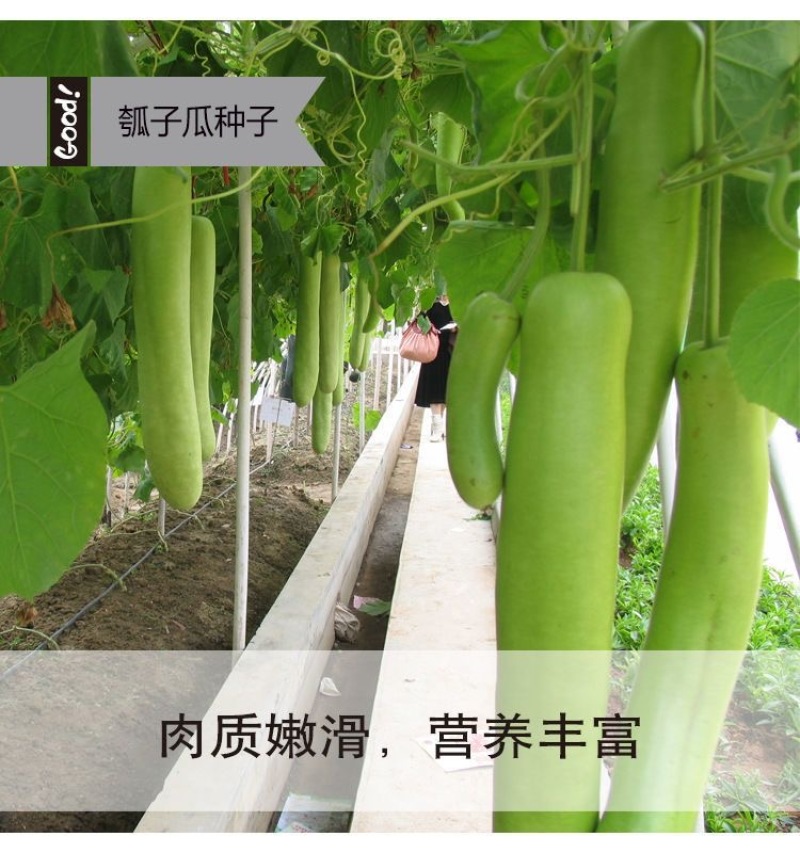 【长丰种苗】短棒瓠子瓜种子西葫芦种子长蒲瓜种子大棚露
