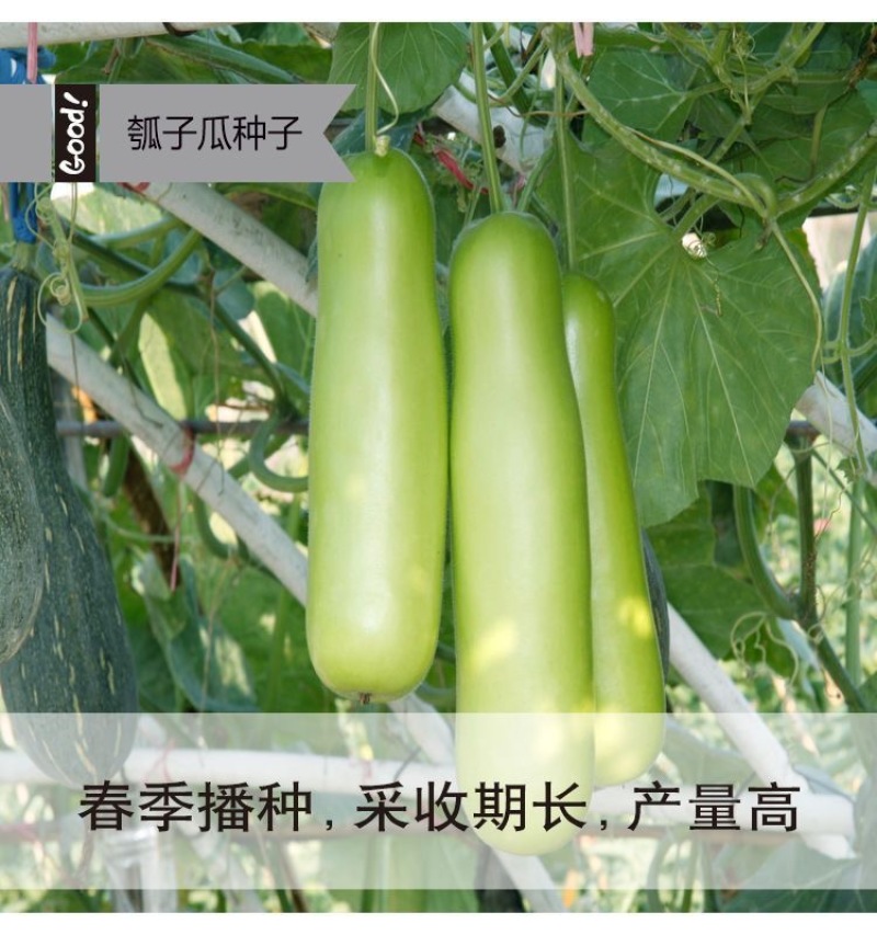 【长丰种苗】短棒瓠子瓜种子西葫芦种子长蒲瓜种子大棚露