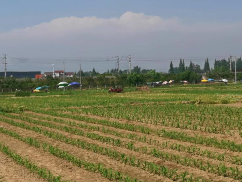 陕西城固元胡种子基地供应全国直销价格优惠质量可保障