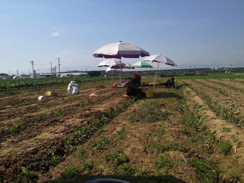 陕西城固元胡种子基地供应全国直销价格优惠质量可保障