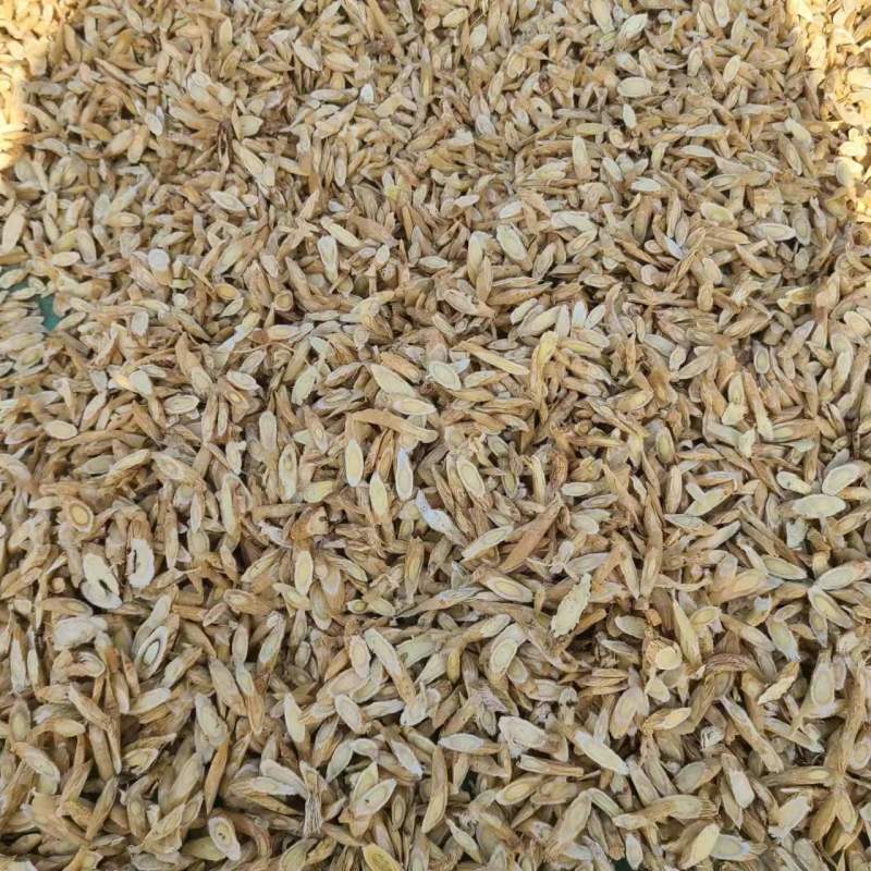 新鲜黄芪量大从优无添加欢迎电话咨询