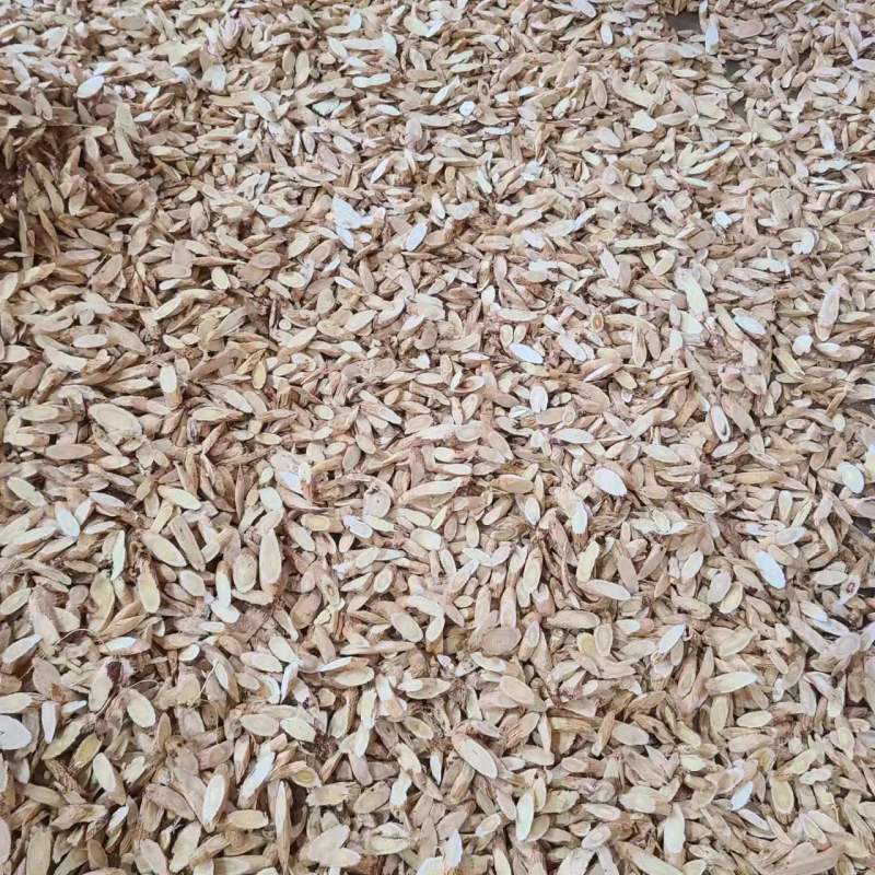 新鲜黄芪量大从优无添加欢迎电话咨询