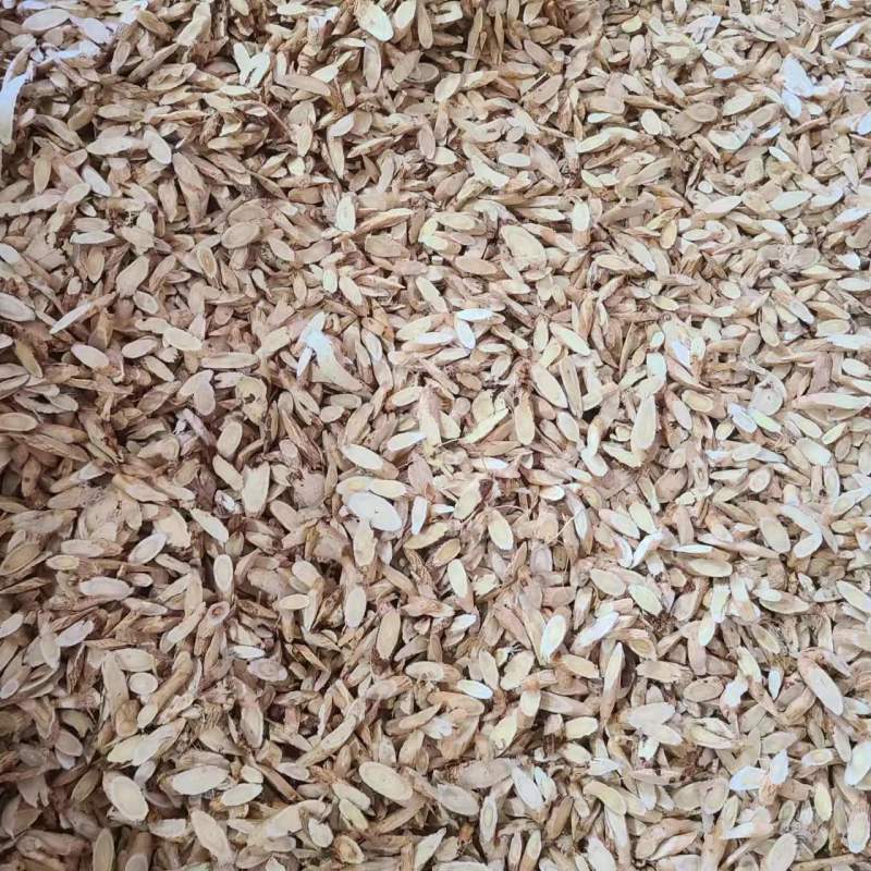 新鲜黄芪量大从优无添加欢迎电话咨询