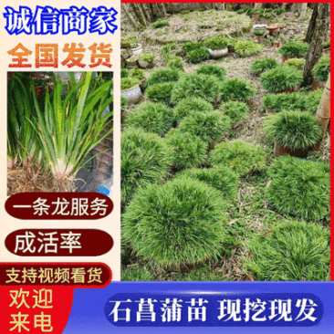 虎须菖蒲苗九节菖蒲苗大叶红心现挖现发保证成活率