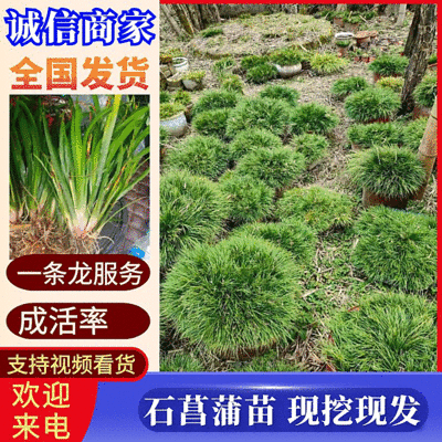 虎须菖蒲苗九节菖蒲苗大叶红心现挖现发保证成活率