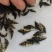 鳜鱼苗翘嘴鳜鱼+饲料桂鱼苗不带基因病毒值得信赖