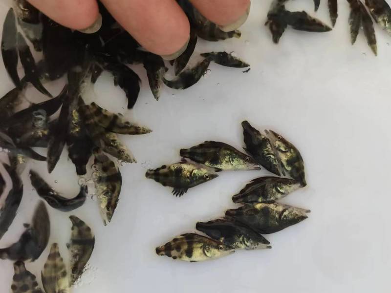 鳜鱼苗翘嘴鳜鱼+饲料桂鱼苗不带基因病毒值得信赖