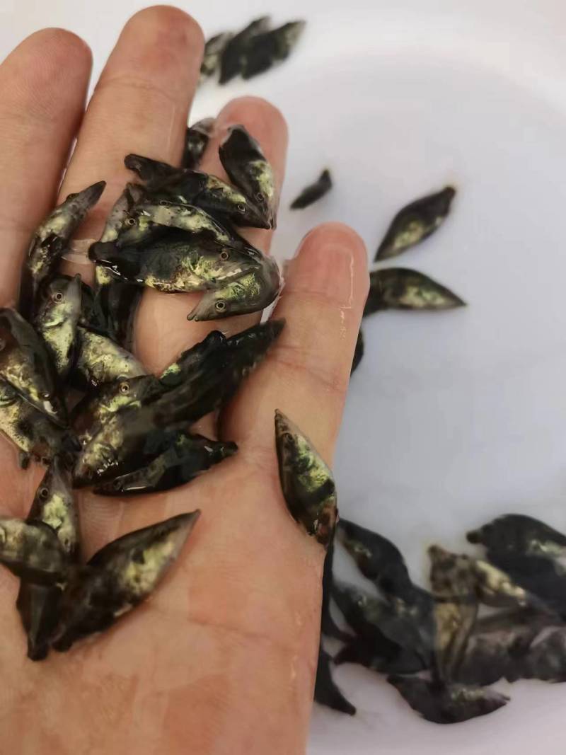 鳜鱼苗翘嘴鳜鱼+饲料桂鱼苗不带基因病毒值得信赖