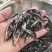 鳜鱼苗翘嘴鳜鱼+饲料桂鱼苗不带基因病毒值得信赖