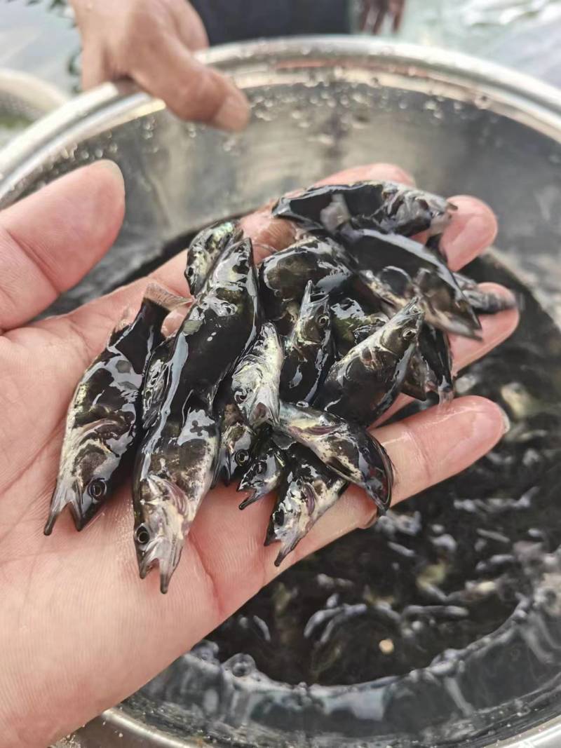 鳜鱼苗翘嘴鳜鱼+饲料桂鱼苗不带基因病毒值得信赖