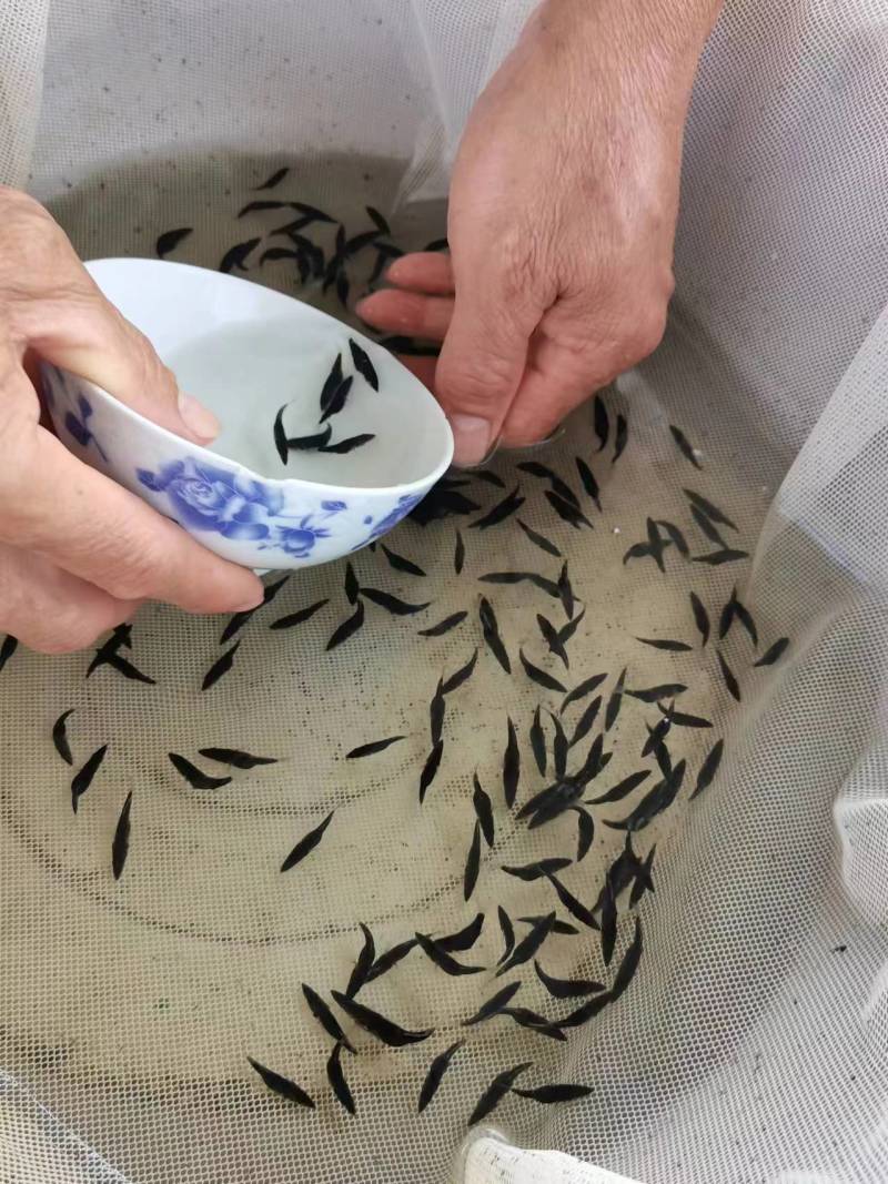 鳜鱼苗翘嘴鳜鱼+饲料桂鱼苗不带基因病毒值得信赖