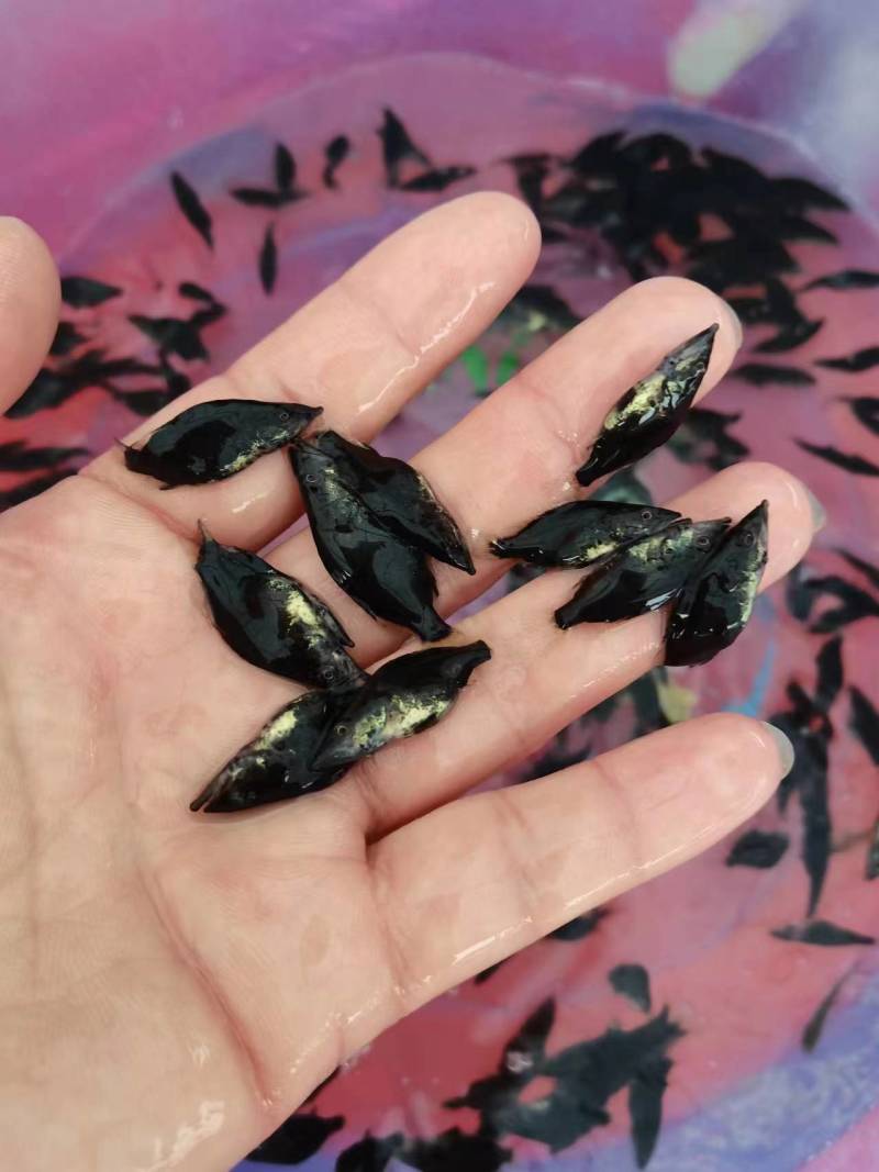 鳜鱼苗翘嘴鳜鱼+饲料桂鱼苗不带基因病毒值得信赖