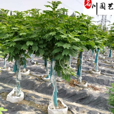 4-10公分黄花槐成都苗木基地直销树形好一手货源