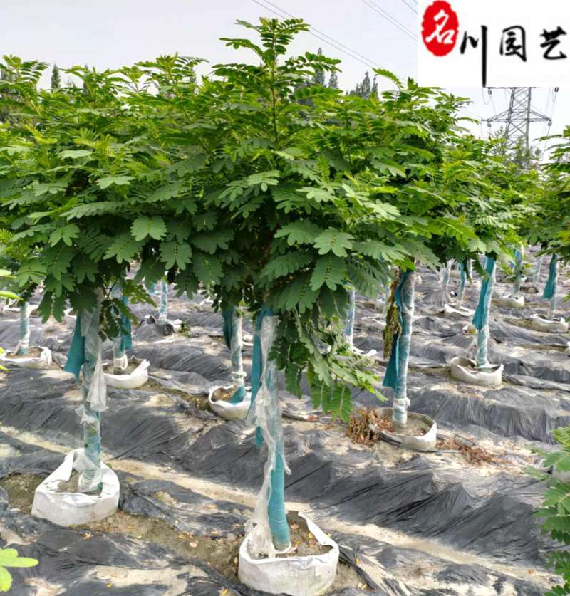 4-10公分黄花槐成都苗木基地直销树形好一手货源