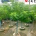 4-10公分黄花槐成都苗木基地直销树形好一手货源