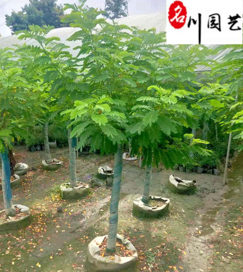 4-10公分黄花槐成都苗木基地直销树形好一手货源