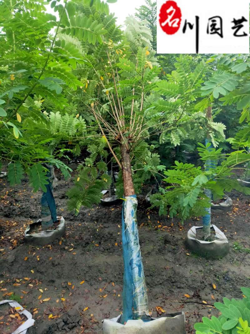 4-10公分黄花槐成都苗木基地直销树形好一手货源