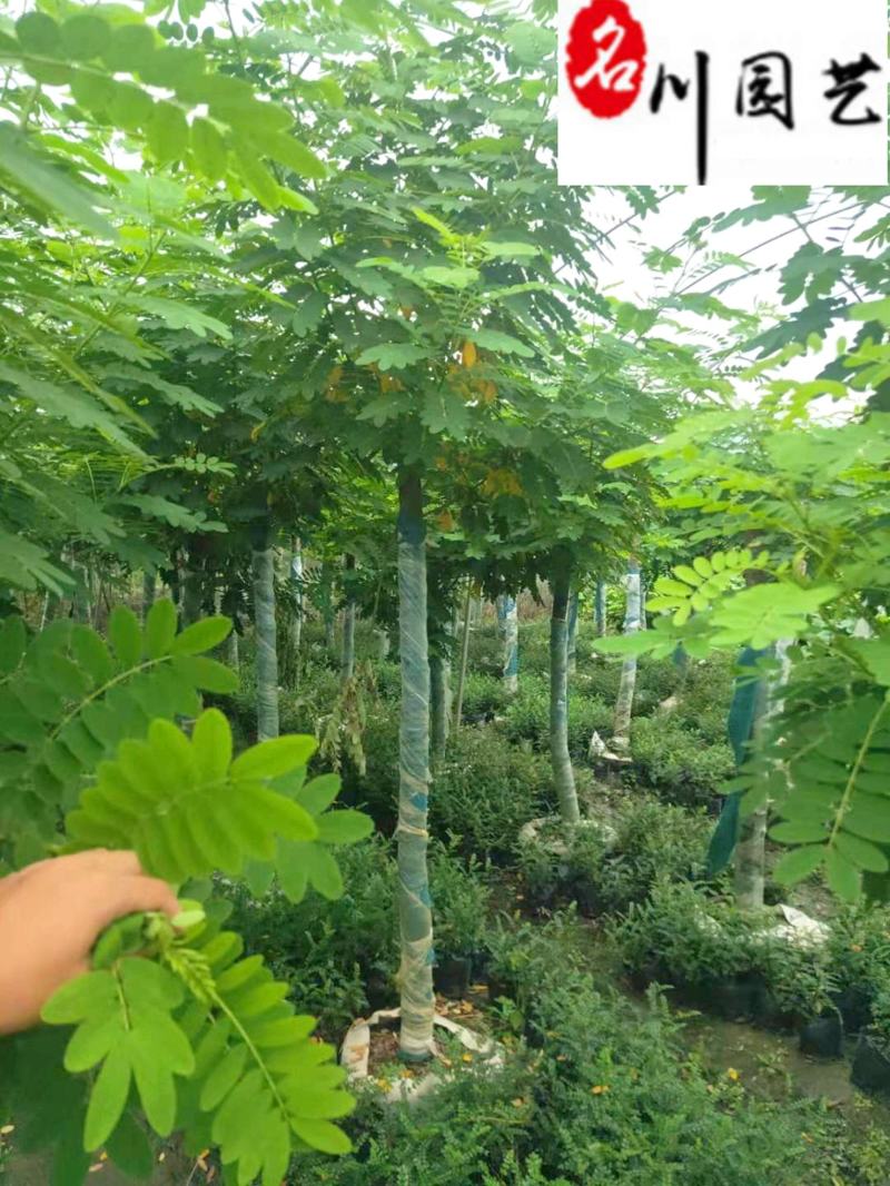 4-10公分黄花槐成都苗木基地直销树形好一手货源