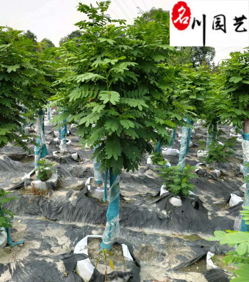 4-10公分黄花槐成都苗木基地直销树形好一手货源