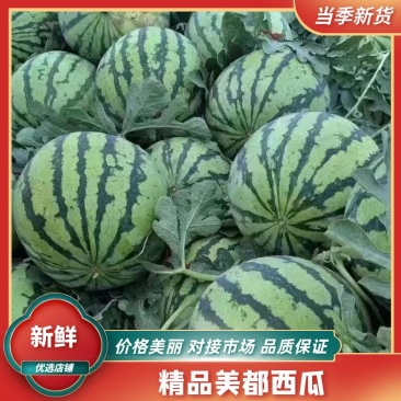 河南大棚无籽美都西瓜大量供应全国代发市场货电商货报价真实