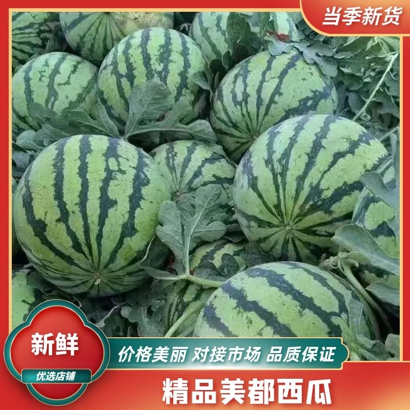 河南大棚无籽美都西瓜大量供应全国代发市场货电商货报价真实